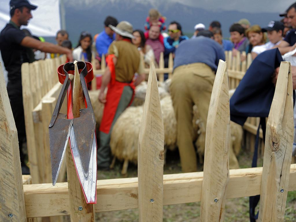 festival_v_tateve_i_ovtsy_tsely_i_kover_sotkan - рис.1 festival_v_tateve_i_ovtsy_tsely_i_kover_sotkan - рис.1