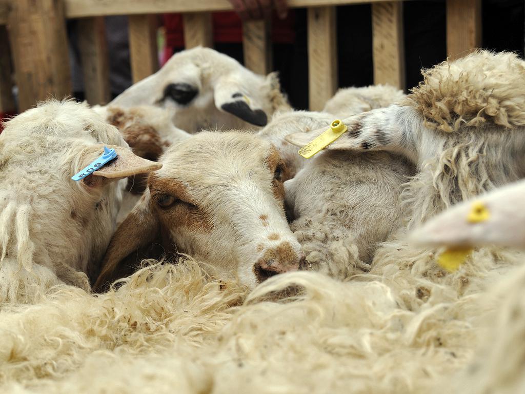 festival_v_tateve_i_ovtsy_tsely_i_kover_sotkan - рис.5 festival_v_tateve_i_ovtsy_tsely_i_kover_sotkan - рис.5