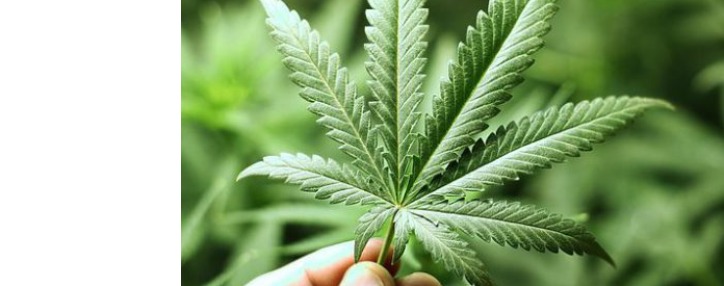 Армения будет штрафовать недобросовестных производителей промышленной конопли в размере $10-40 тыс.