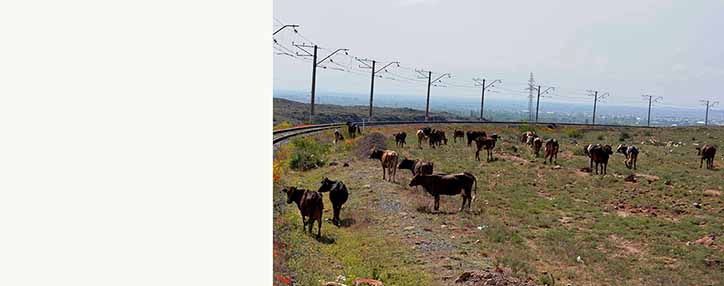 Армения получила новую вакцину от ящура из России