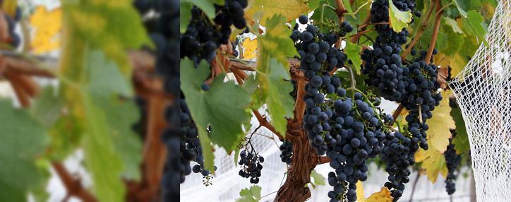 Араратской долине Армении угрожает опустынивание - эколог