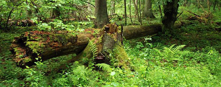 Почти 500 деревьев были незаконно вырублены в Армении в первом полугодии