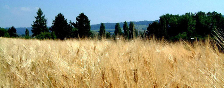 Government changes conditions for subsidizing winter crops sowing