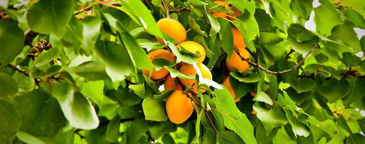 Плодовые сады и виноградники нуждаются в защите от грибковых заболеваний – Минсельхоз