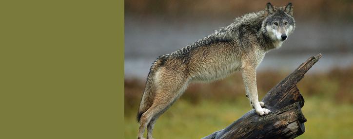 Правительство Армении выплатит около $51,5 тыс. за отстрелянных волков 