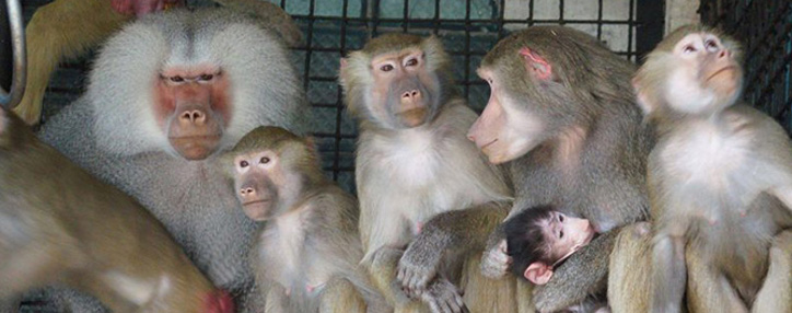 ԱՆ-ն արձագանքել է հարևան Վրաստանում գրանցված կապիկի ծաղկի առաջին դեպքին 