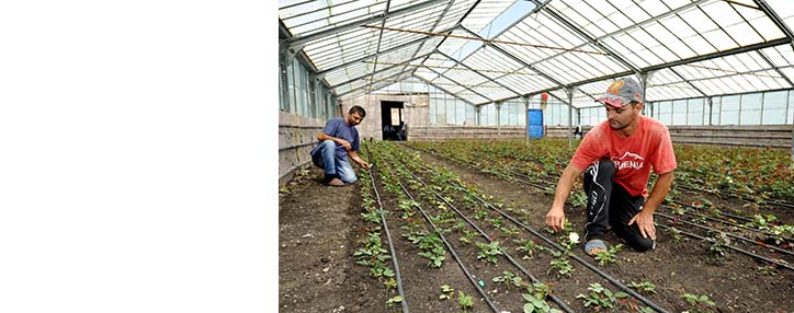 ACBA-CREDIT AGRICOLE BANK: from selling violets to building greenhouses