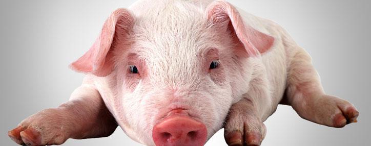 В общине Ташир строится крупная животноводческая ферма стоимостью $31 млн.