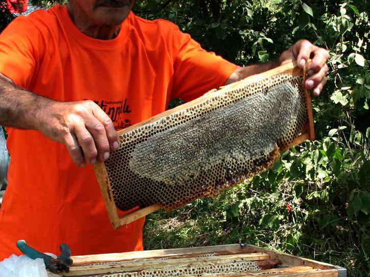 Правительство Армении будет предоставлять сертификаты экспортерам меда в Европу