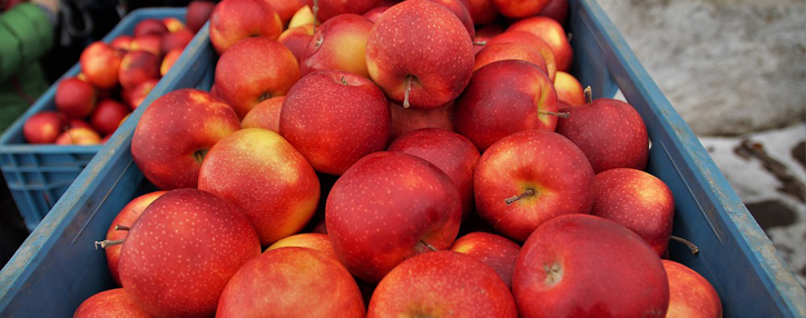 В России ужесточат правила провоза фруктов и растений в багаже