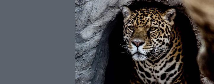 В ереванском зоопарке появился новый обитатель – ягуар