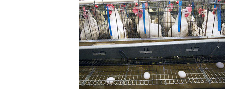 Հայաստան ներմուծվող թռչնամսի մաքսատուրքը կտրուկ կաճի և կդառնա 80%, էկոնոմիկայի նախարարը խոսել է 120մլն եվրո ներդնելու անհրաժեշտության մասին