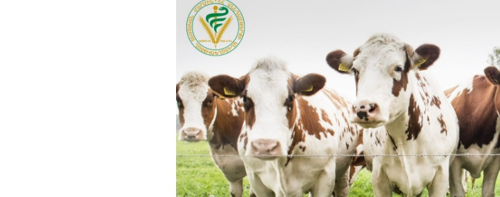 Կենդանի կենդանիների տարանցիկ փոխադրումը Իրանի տարածքով վերականգնվել է