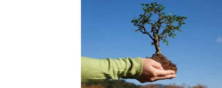 GeoProMining присоединяется к акции правительства Армении по посадке 10 млн. деревьев