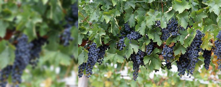 Ситуация с пораженными филоксерой виноградниками в Армении находится под контролем - замминистра