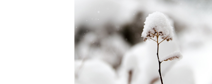 ՀՀ գյուղատնտեսության նախարարությունը հորդորում է ֆերմերներին միջոցներ ձեռնարկել մշակաբույսերը ցրտահարությունից պաշտպանելու համար