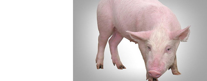 Россия выявила новую цель в торговой войне с Белоруссией