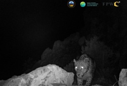 Հայաստանում ֆոտոթակարդը հազվագյուտ հովազ է ֆիքսել