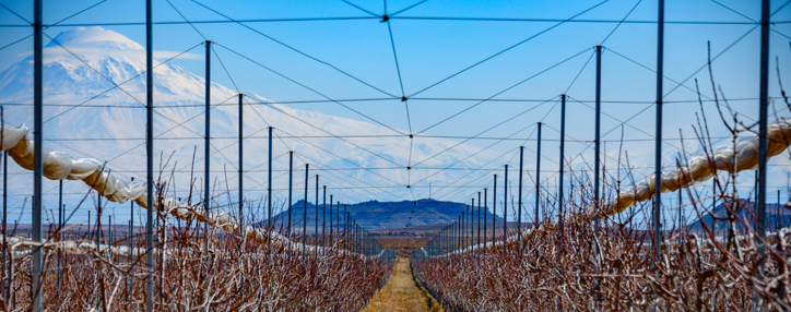 Абрикосовая мечта: Акба банк финансирует создание интенсивного сада в Армении (ВИДЕО)