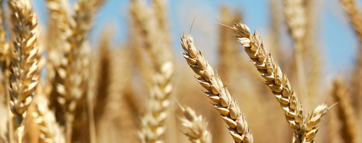 Фермерам в Армении выделят дополнительную компенсацию за посев озимой пшеницы