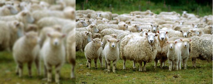 Armenia to start exporting small cattle to Iraq   