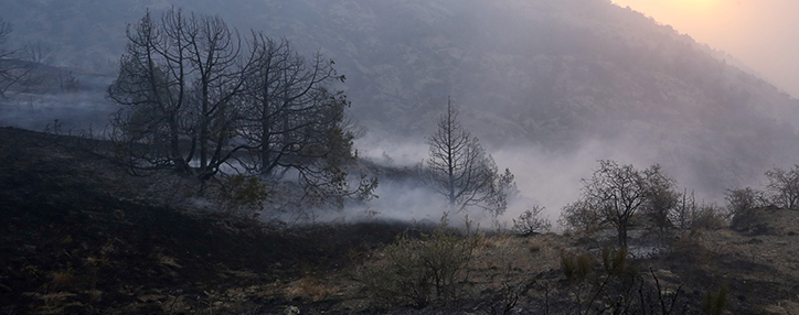 МЧС представил сводную информацию по урону лесному хозяйству Армении из-за пожаров