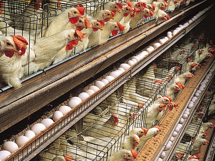 Հայաստանում սպառվող թռչնամսի մոտ 55%–ը ներկրվում է արտերկրից. նախարար