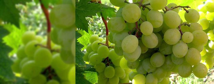 Armenian government to allocate AMD 870 mln to subsidize grape purchases