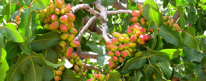 Правительство Армении окажет инфраструктурное содействие двум инвесторам в сфере сельского хозяйства 