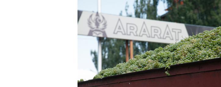 Երևանի կոնյակի գործարանը ավարտել է խաղողի մթերման աշխատանքները Արարատյան դաշտավայրում