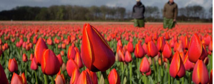 В Россию перед 8 марта выросли поставки цветов из Армении