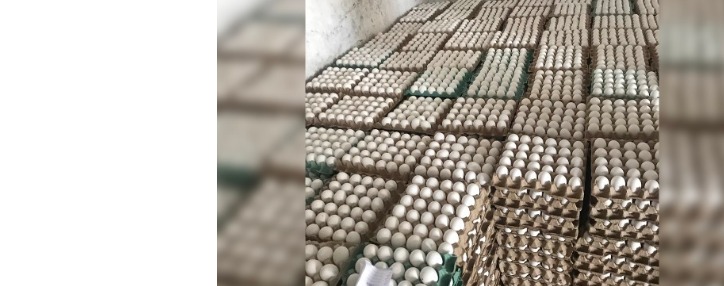 Արմավիրի մարզի Մյասնիկյան համայնքում ոչնչացվել է 150 արկղ ժամկետանց ձու` 54000 հատ