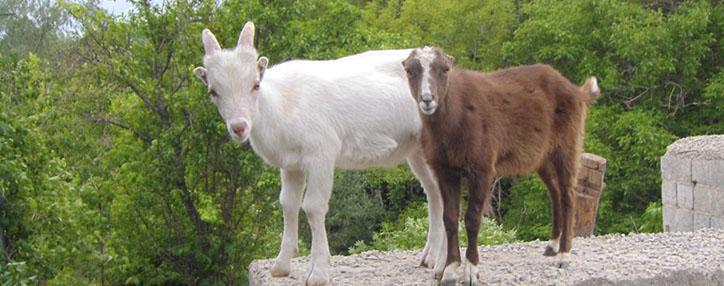 Открытые в январе в Армении скотобойни не действуют - газета 