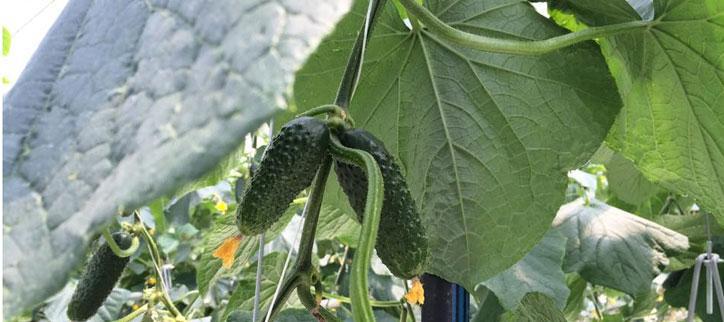   Президент Армении ознакомился с деятельностью парниковых хозяйств в Котайкской области