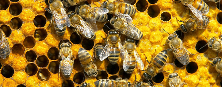 Погодные условия серьезно навредили пчеловодству в Армении – эксперт