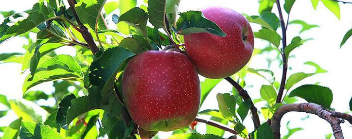 Правительство Армении утвердило программу поддержки развития интенсивного садоводства 