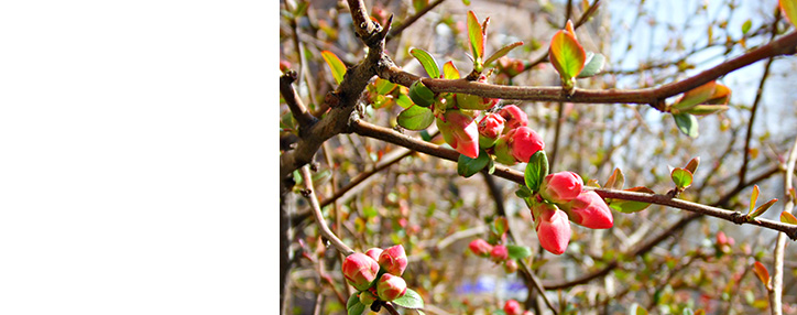 Temperature to rise to 28 degrees in Yerevan 