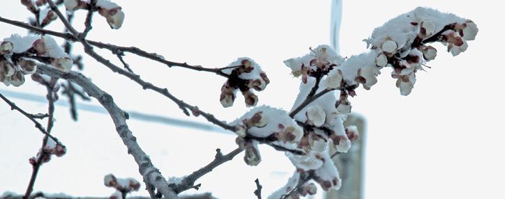 Минсельхоз Армении предупреждает фермеров о дальнейшем похолодании