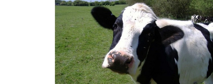   Армения временно запретила экспорт необработанной кожи скота 