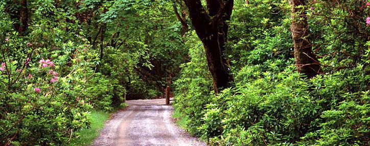 Зеленый климатический фонд предоставит Армении грант в $10 млн. на восстановление лесов