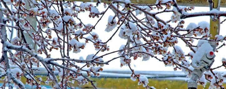 Минсельхоз считает преждевременными прогнозы об ущербе от заморозков в Армении