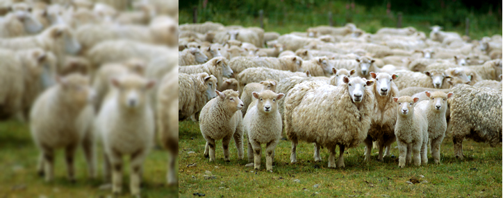 Իրանը դադարեցրել է ոչխար արտահանել Հայաստանից. թերթ