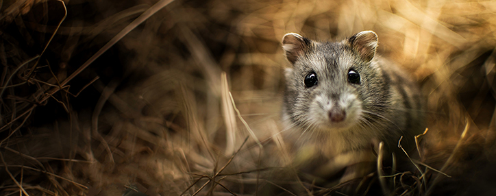 Armenian ministry of agriculture urges farmers to fight rodents