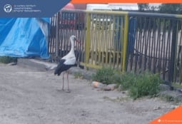 Раненого аиста спасли в Ереване