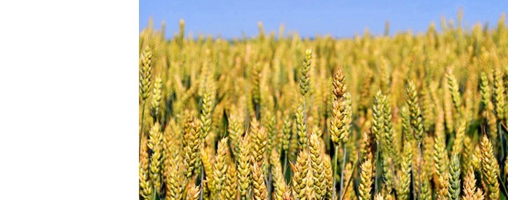 Армянские общины получат часть средств от продажи госземель