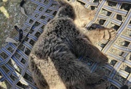 Попавшего в капкан медвежонка спасли в Вайоц Дзоре, в СК Армении передан сигнал о преступлении (ФОТО)