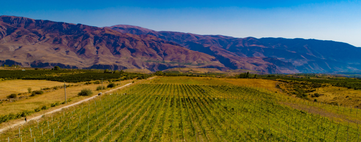 Հայաստանում հիմնվել է աշխարհի ամենաբարձրադիր օրգանական խաղողի այգին (ՎԻԴԵՈ)