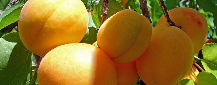 Apricot procurement season begins in Armenia
