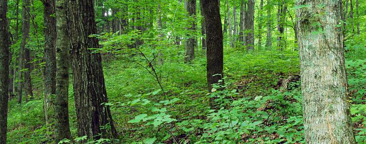  В Армении стартовала программа по расширению лесных массивов бюджетом $18,7 млн.