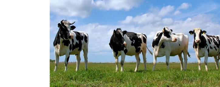 Программа нумерации и учета крупного рогатого скота стартовала в Армении 